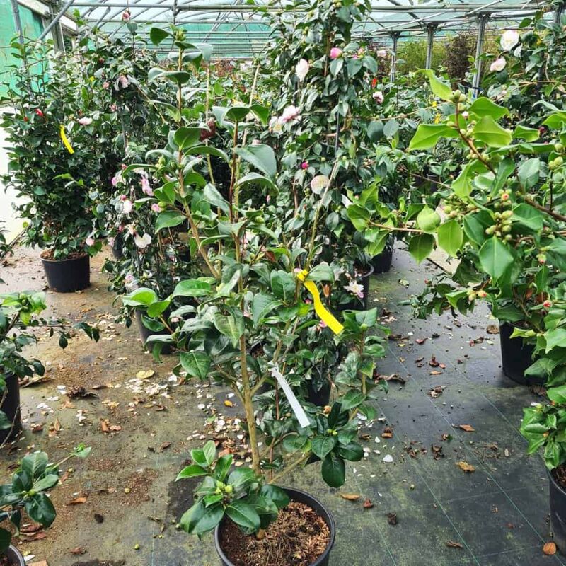 Camellia japonica 'Black Diamond' 100-125 cm